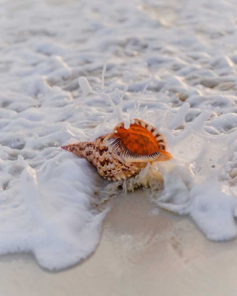 Coquillage échoué sur le rivage