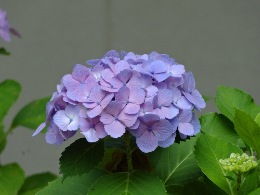 juin : hortensia en fleur au Japon