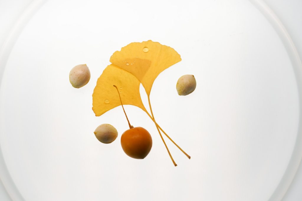 feuilles de ginkgo et ginnan