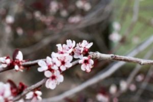 Février au Japon : branche de prunier en fleurs