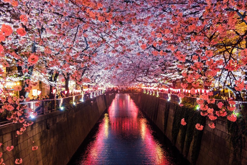 Avril au Japon : la fête des cerisiers en soirée