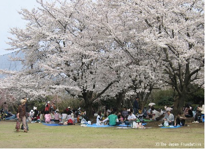 Avril au Japon : banquet à l'ombre des cerisiers en fleurs