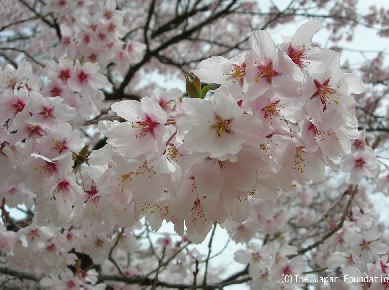 Cerisier Somei Yoshino en fleurs