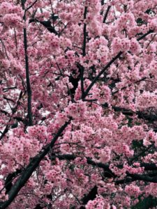 Yaezakura en fleurs