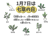 7 janvier au Japon : planche illustrée des 7 plantes