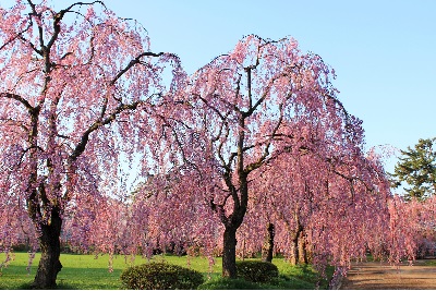 Shidarezakura : Cerisiers pleureurs