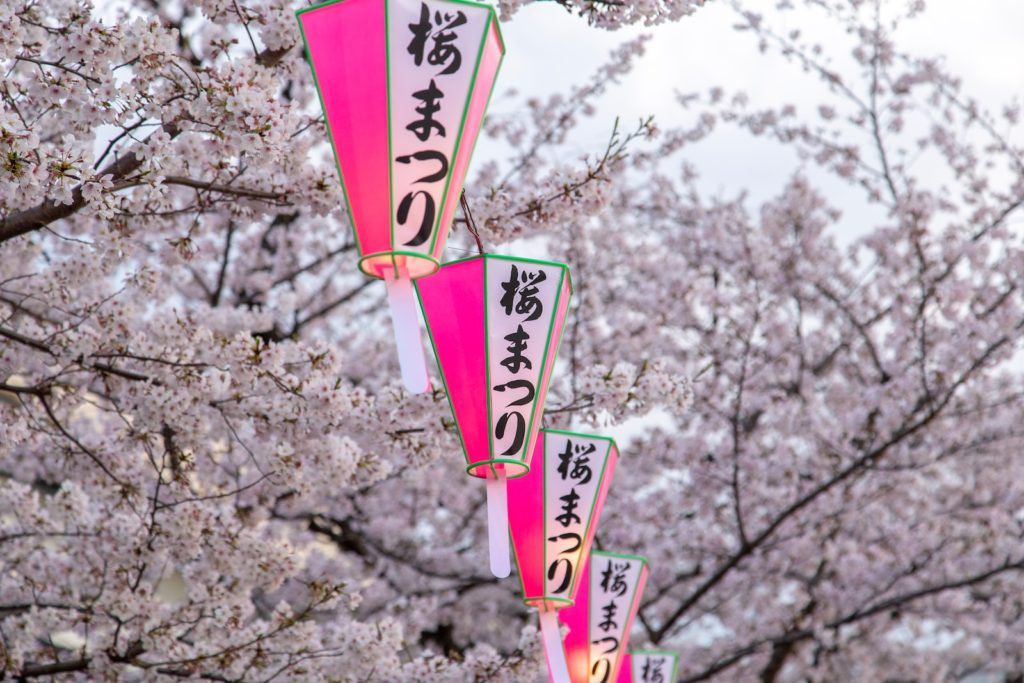 Avril au Japon : la fête des cerisiers