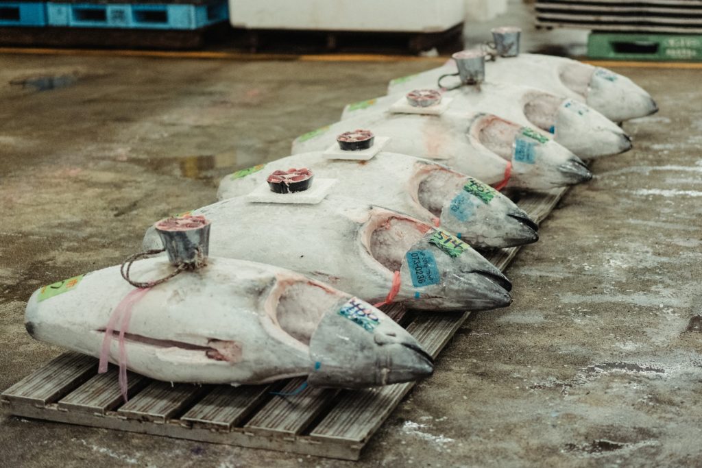 Décision du 24 août 2023 au Japon : quelles répercussions sur les ventes de produits de la mer ?