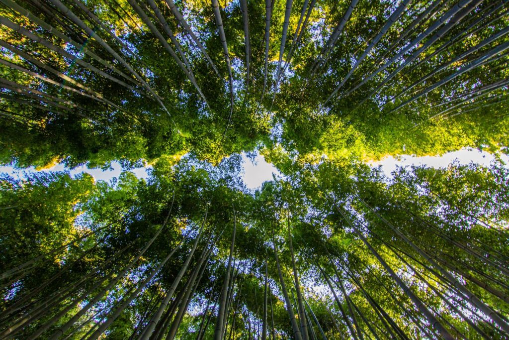 L'été au Japon