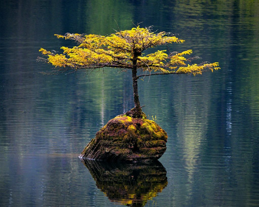 arbre nain bonsai au service de l'ikigai